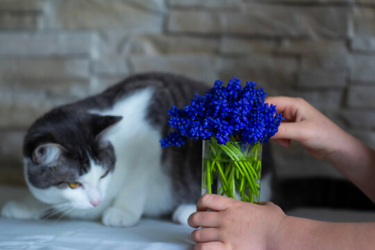 european cat and flowers muskari