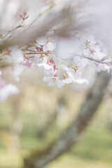 春の白い桜の花