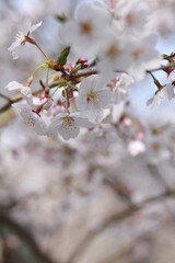 春の白い桜の花