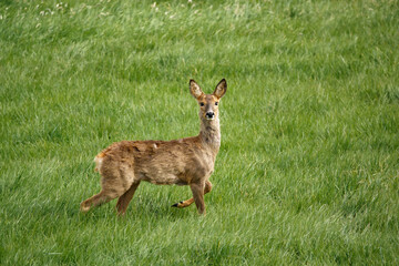roe deer eating lush green spring meadow grass