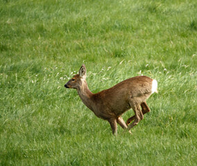 wild Roe Deer running, jumping and prancing on Salisbury Plain, North Wessex Downs AONB