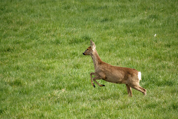 wild Roe Deer running, jumping and prancing on Salisbury Plain, North Wessex Downs AONB