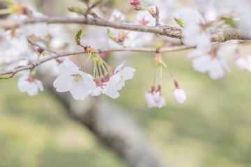 春の白い桜の花