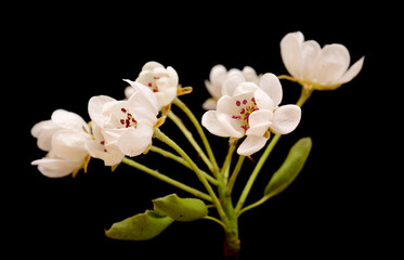 White flowers of pear tree isolated on black background
