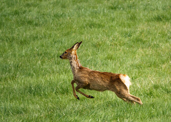 wild Roe Deer running, jumping and prancing on Salisbury Plain, North Wessex Downs AONB