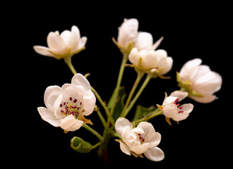 Fototapeta na wymiar Horticulture of Gran Canaria - White flowers of pear tree isolated on black background