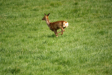 wild Roe Deer running, jumping and prancing on Salisbury Plain, North Wessex Downs AONB