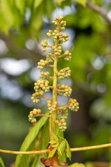 Close up of a buds on a horse chestnut (aesculus) tree