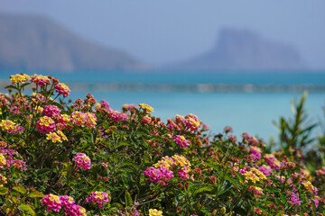 Altea, Spain: Beautiful nature with sea, flowers and Ifach mountain on the background