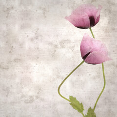 stylish textured old paper square background with pink poppy Papaver somniferum