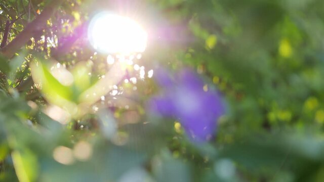 Slow focusing to Vinca Major, also known as Bigleaf Periwinkle flower with sunlight rays at sunset - close-up macro shot in garden forest