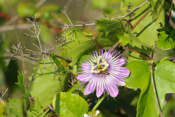 bee in a Passionflower growing in the wild