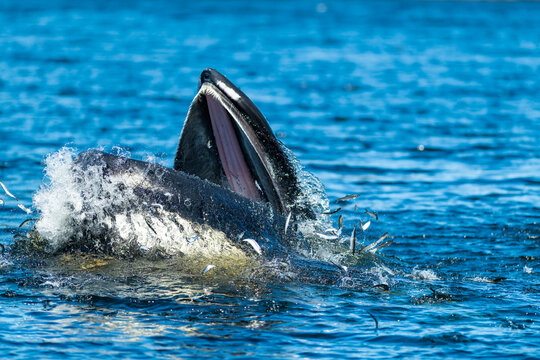 A spray of herring fish surface from the ocean as a large humpback whale surfaces in the background to feed off the small fish. Water and fish are splattered everywhere giving the photo texture.