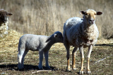 Schaf mit Lamm, Schafe, Herde