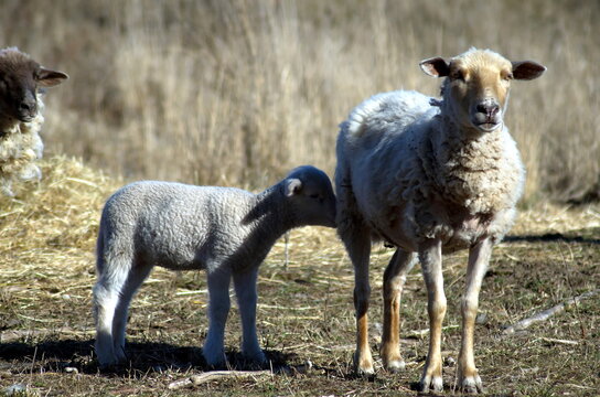 Schaf mit Lamm, Schafe, Herde