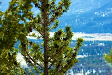 Mountain valley through pine trees