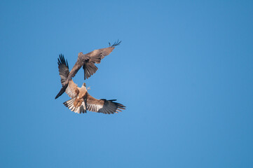 Milvus migrans. Two black kites fighting in flight.