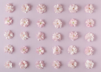 Pink flower pattern on pink pastel background. Minimal spring concept. Flat lay composition. Nature love concept.