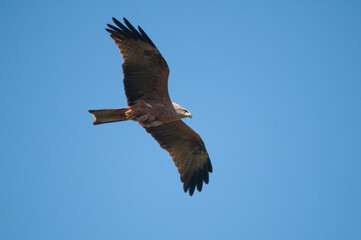Milvus migrans. Black Kite flying at blue sky.