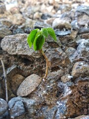 sprout growing on the rocks
