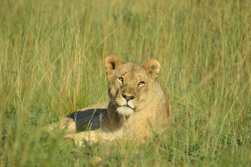 Obraz na płótnie Canvas A Brown lioness waiting for it's pride in Pilanesberg national park