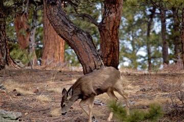 Mule Deer in forest