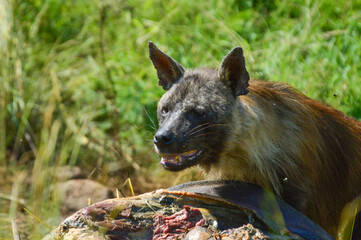 Brown Hyena ( Hyaena brunnea ) feeding on a dead carcass of a rhino in Pilanesberg national park