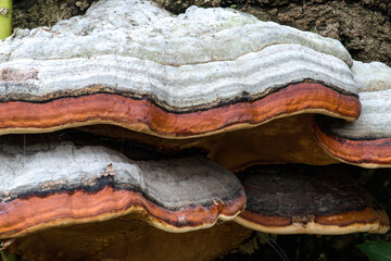Stem Decay Fungus (Fomitopsis pinicola)