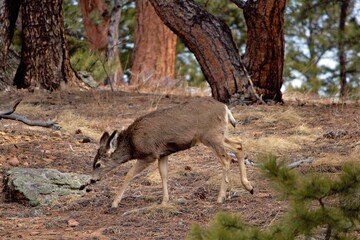 Mule Deer in Forest