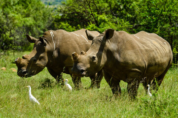 Fototapeta premium White Rhinoceros and little cattle egret bird symbiotic relationship in a game reserve in South Africa