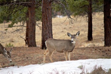 Mule Deer in snowy forest