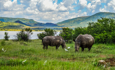 Fototapeta na wymiar Dehorned White Rhinoceros in it's natural surrounding and landscape