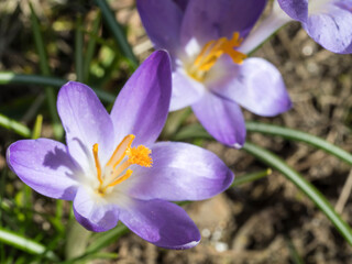 close up macro violet Crocus vernus spring flower on green leaves bokeh background, selective focus on pistil