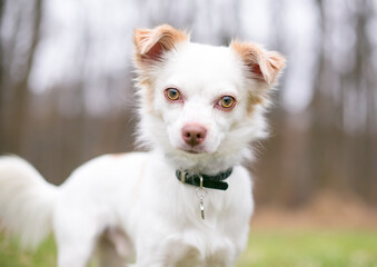 A Chihuahua mixed breed dog wearing a collar and tag, looking at the camera with a head tilt