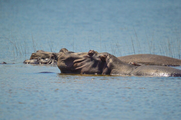 A large Hippopotamus or Hippo submerged in water on a hot summer day in Pilanesberg national park