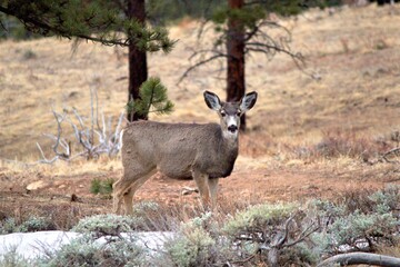 Naklejka na ściany i meble Mule Deer in Rocky Mountain National Park