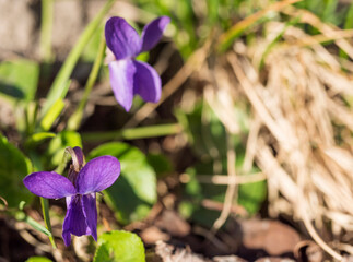 close up macro beatiful blooming violet flower ,Viola odorata or wood violet, sweet violet with green leaves, selective focus, copy space