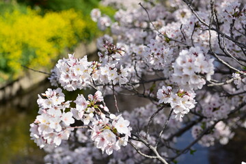 五条川の桜