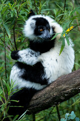 Black and White Ruffed Lemur (Varecia variegata)