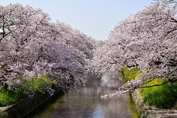 五条川の桜