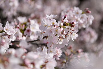 Fototapeta premium 五条川の桜