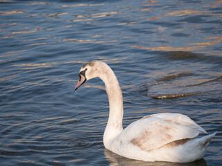 Close up white mute swan, Cygnus olor, swimming on river blue water suface in sunlight. Selective focus