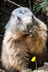 Portrait of a Marmot (Marmota marmota)