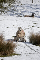 Sheep feeding her lambs in winter snow, North Yorkshire, England, United Kingdom 