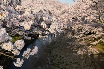 五条川の桜