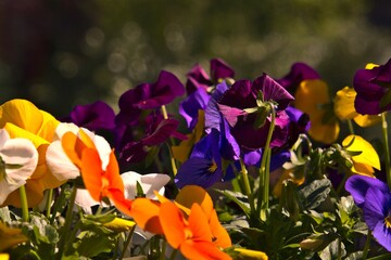 colorful flowers - easter spring and summer background