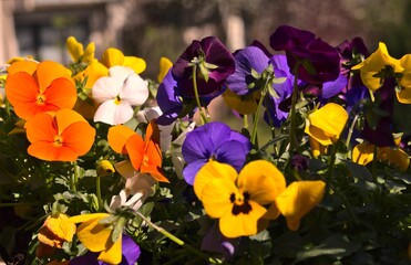 colorful flowers - easter spring and summer background