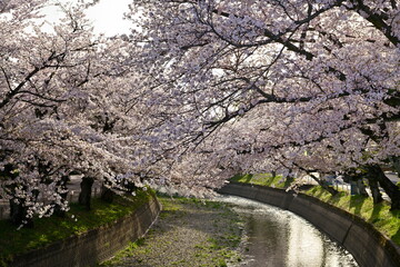 Fototapeta premium 五条川の桜