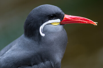 Portrait of an Inca Tern (Larosterna inca)