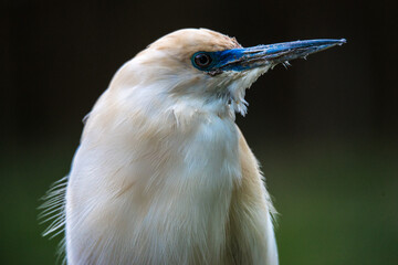 Malagasy Pond Heron (Ardeola idae)